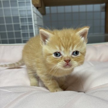 スコティッシュフォールド(立ち耳)【香川県・男の子・2025年10月23日・レッドタビー】の写真「離れ目の愛嬌のある可愛らしい男の子です💙」