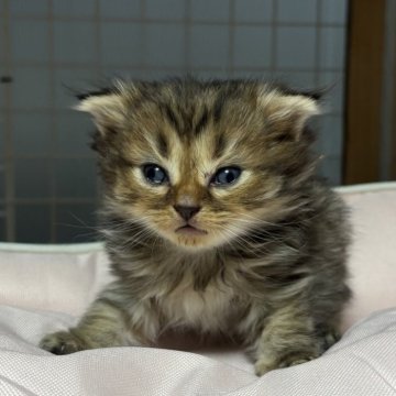 スコティッシュフォールド(折れ耳)【香川県・女の子・2025年10月6日・ブラウンタビー】の写真「とても人懐っこい可愛らしい女の子です🎀」