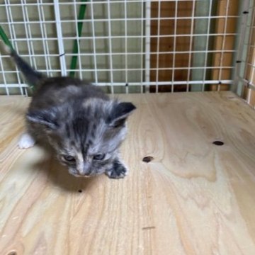 スコティッシュフォールド(立ち耳)【香川県・女の子・2024年12月24日・ブラックトーティ（ショートヘア）】の写真「立ち耳のトーティ女子ですよ～」