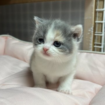 ブリティッシュショートヘア【香川県・女の子・2025年11月8日・ダイリュートキャリコ】の写真「可愛らしい毛並みの温厚な女の子です🤍」