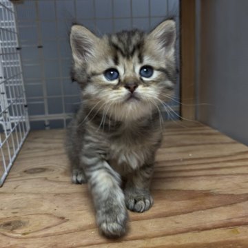 スコティッシュフォールド(立ち耳)【香川県・男の子・2025年7月21日・ブラウンタビー】の写真「ブラウンでふわふわな可愛らしい男の子です」