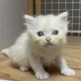スコティッシュフォールド(立ち耳)