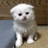 スコティッシュフォールド(折れ耳)
