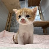 スコティッシュフォールド(立ち耳)