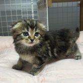 スコティッシュフォールド(折れ耳)