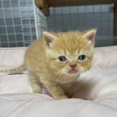 スコティッシュフォールド(立ち耳)