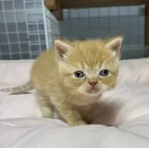 スコティッシュフォールド(立ち耳)