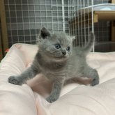 ブリティッシュショートヘア