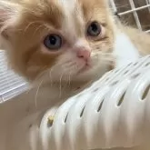 スコティッシュフォールド(立ち耳)