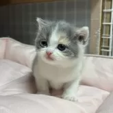 ブリティッシュショートヘア