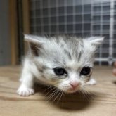 スコティッシュフォールド(立ち耳)