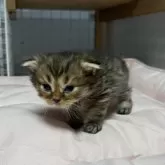 スコティッシュフォールド(折れ耳)【香川県・女の子・2025年10月6日・ブラウンタビー】の写真2