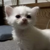 スコティッシュフォールド(立ち耳)【香川県・男の子・2025年3月25日・ホワイト】の写真2「離乳食を食べ初め、スクスク成長中です！」