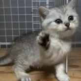 スコティッシュフォールド(立ち耳)【香川県・女の子・2025年7月21日・シルバータビー】の写真2