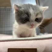 ブリティッシュショートヘア【香川県・女の子・2025年11月8日・ダイリュートキャリコ】の写真2