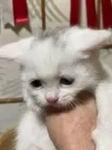 スコティッシュフォールド(立ち耳)【香川県・女の子・2025年1月20日・ホワイト】の写真2「元気に離乳食食べてます。」