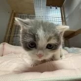 ブリティッシュショートヘア【香川県・女の子・2025年11月8日・ダイリュートキャリコ】の写真3