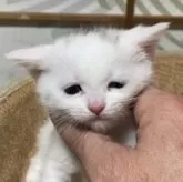 スコティッシュフォールド(立ち耳)【香川県・女の子・2025年1月20日・ホワイト】の写真3「元気に離乳食食べてます。」