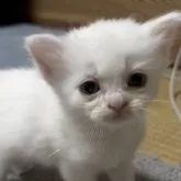 スコティッシュフォールド(立ち耳)【香川県・男の子・2025年3月25日・ホワイト】の写真3「離乳食を食べ初め、スクスク成長中です！」