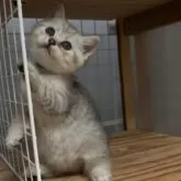 スコティッシュフォールド(立ち耳)【香川県・女の子・2025年7月21日・シルバータビー】の写真3