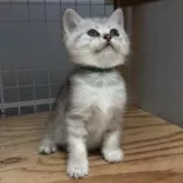 スコティッシュフォールド(立ち耳)【香川県・女の子・2025年7月21日・シルバータビー】の写真4