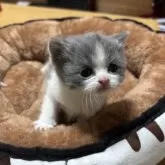 ブリティッシュショートヘア【香川県・男の子・2025年3月5日・ブルー&ホワイト】の写真4「離乳食がはじまりまだよちよち歩きです。」