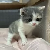 ブリティッシュショートヘア【香川県・女の子・2025年11月8日・ダイリュートキャリコ】の写真4