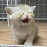 スコティッシュフォールド(立ち耳)【香川県・女の子・2025年7月3日・シルバーパッチドタビー】の写真4