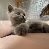ブリティッシュショートヘア【香川県・男の子・2025年11月8日・ブルー】の写真5