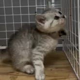 スコティッシュフォールド(立ち耳)【香川県・女の子・2025年7月21日・シルバータビー】の写真5