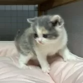 ブリティッシュショートヘア【香川県・女の子・2025年11月8日・ダイリュートキャリコ】の写真5