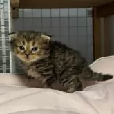 スコティッシュフォールド(折れ耳)【香川県・女の子・2025年10月6日・ブラウンタビー】の写真5