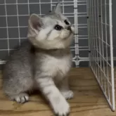 スコティッシュフォールド(立ち耳)【香川県・女の子・2025年7月21日・シルバータビー】の写真6