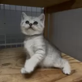 スコティッシュフォールド(立ち耳)【香川県・女の子・2025年7月21日・シルバータビー】の写真7