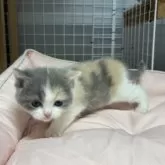 ブリティッシュショートヘア【香川県・女の子・2025年11月8日・ダイリュートキャリコ】の写真7