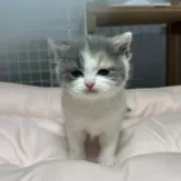 ブリティッシュショートヘア【香川県・女の子・2025年11月8日・ダイリュートキャリコ】の写真8