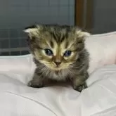 スコティッシュフォールド(折れ耳)【香川県・女の子・2025年10月6日・ブラウンタビー】の写真8