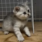 スコティッシュフォールド(立ち耳)【香川県・女の子・2025年7月21日・シルバータビー】の写真8