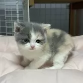 ブリティッシュショートヘア【香川県・女の子・2025年11月8日・ダイリュートキャリコ】の写真9