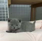 ブリティッシュショートヘア【香川県・男の子・2025年11月8日・ブルー】の写真9