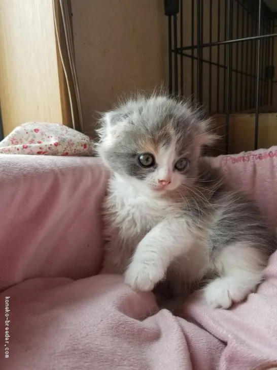 ID:1905-00127の子猫