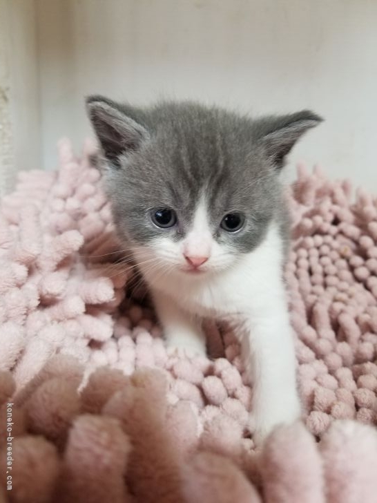 ねこ子 mqdefault.jpg