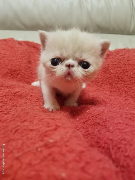 ID:2007-01275の子猫