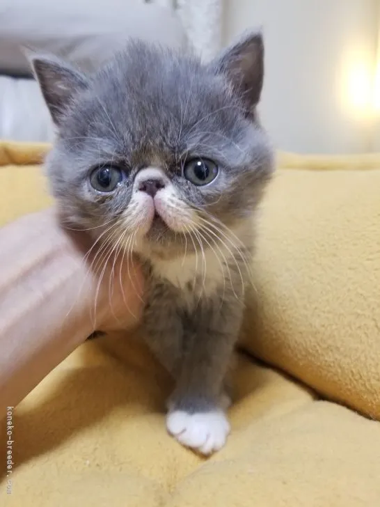Y.H 様のお迎えした子猫