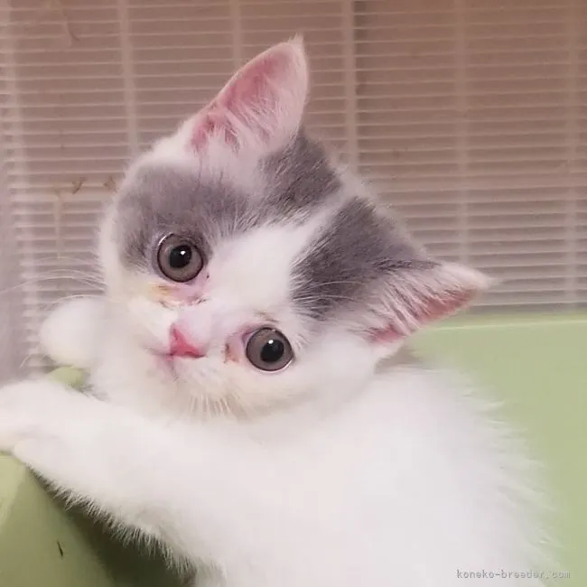 ID：2107-02684の子猫