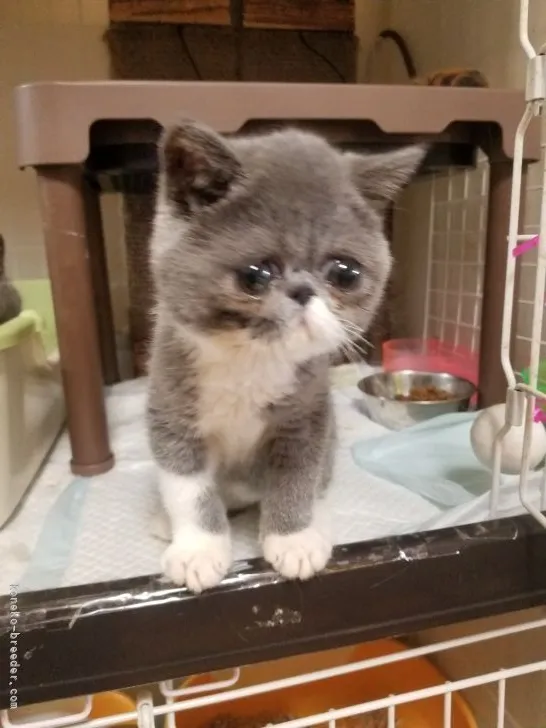 ID:2101-01327の子猫