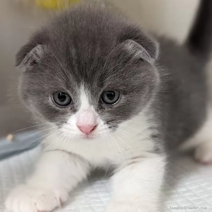 ID：2401-01364の子猫