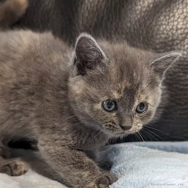 ID:2406-00549の子猫