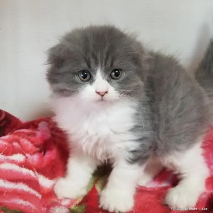 ID:2205-03450の子猫
