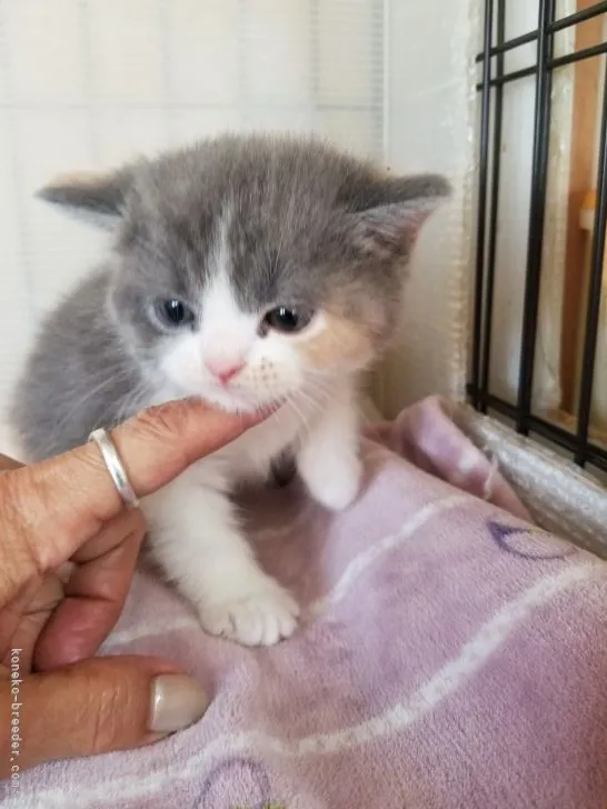 ID：2106-00896の子猫